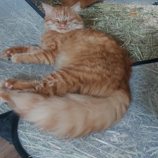 Кот